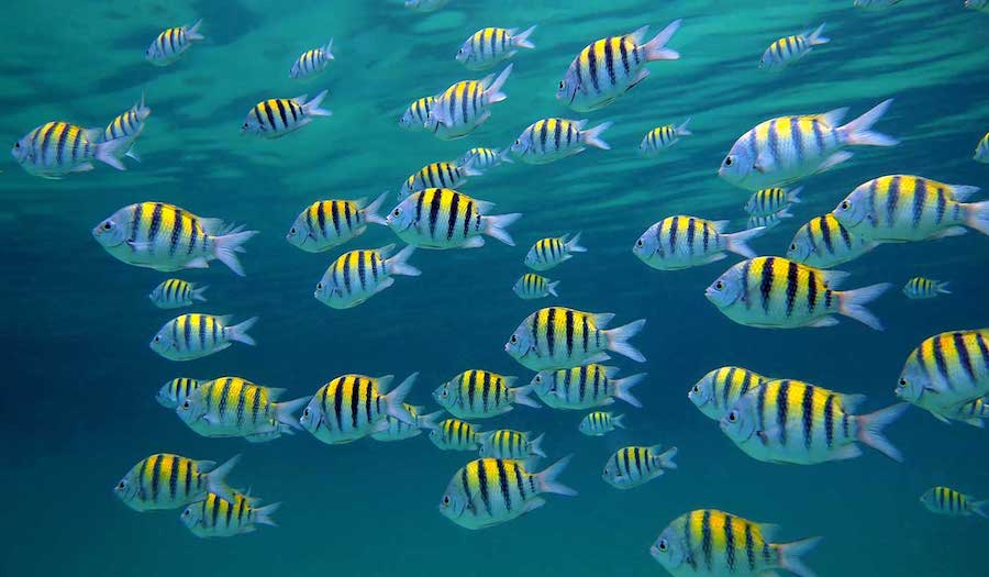 Grenada yacht charter snorkeling with fish