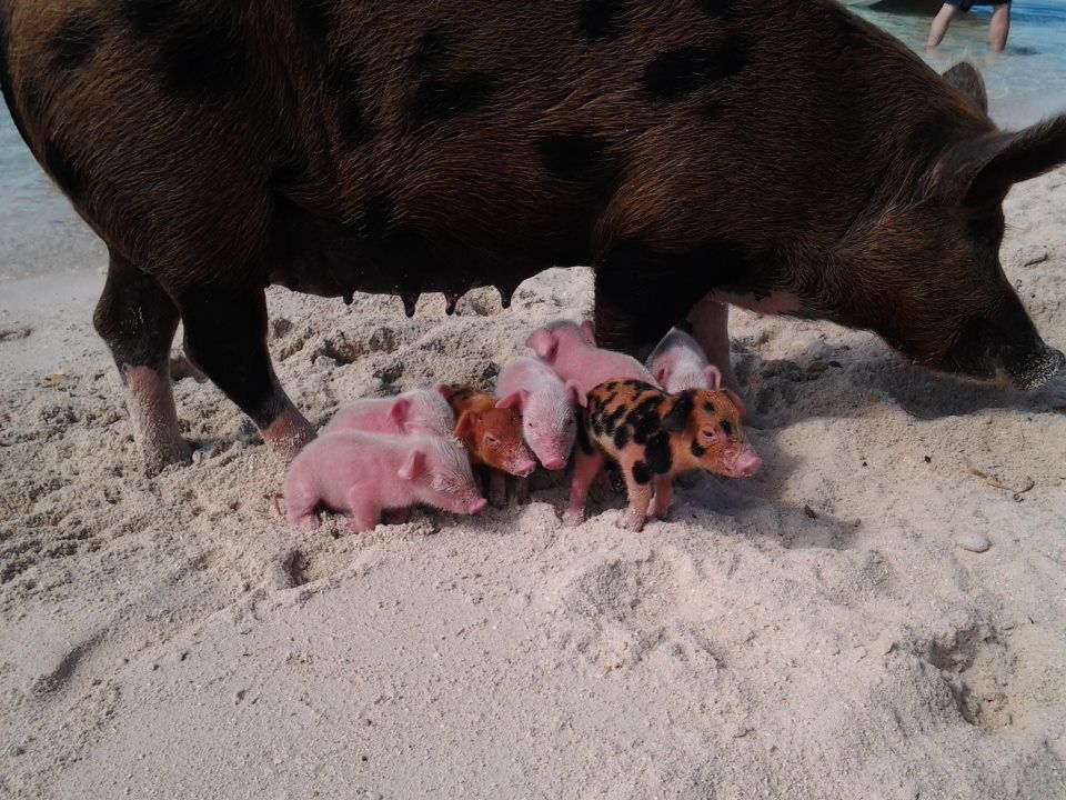 Staniel Cay
