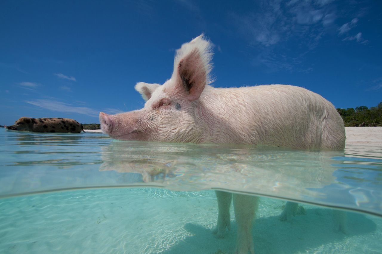 Bahamas Yacht Charter Pig