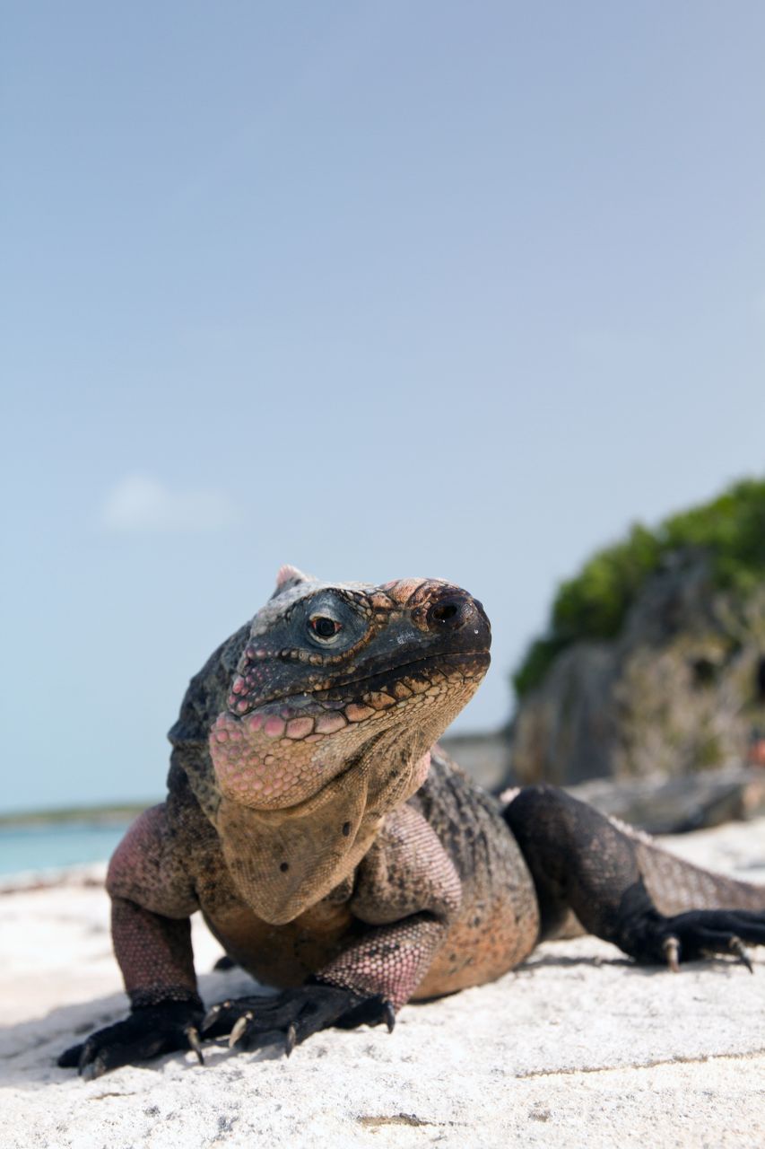 Staniel Cay