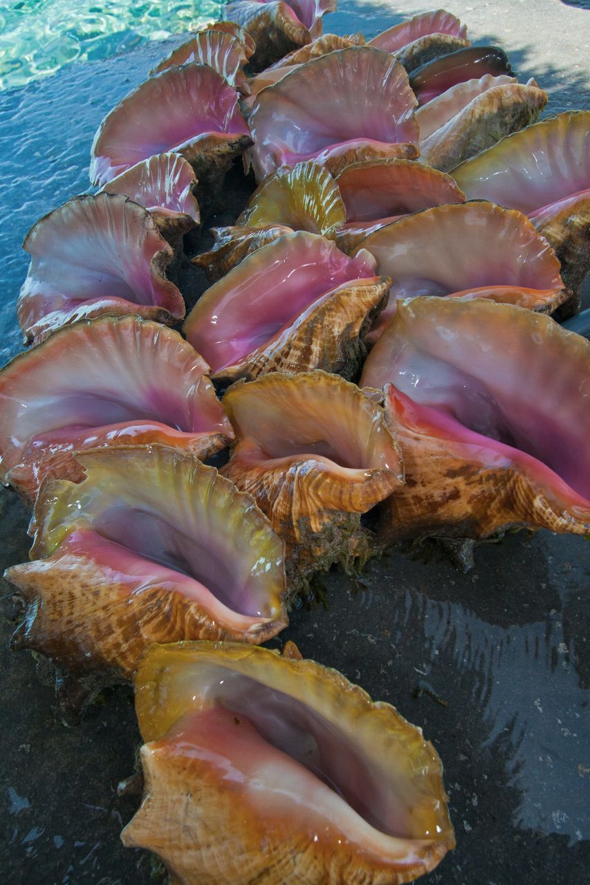Staniel Cay