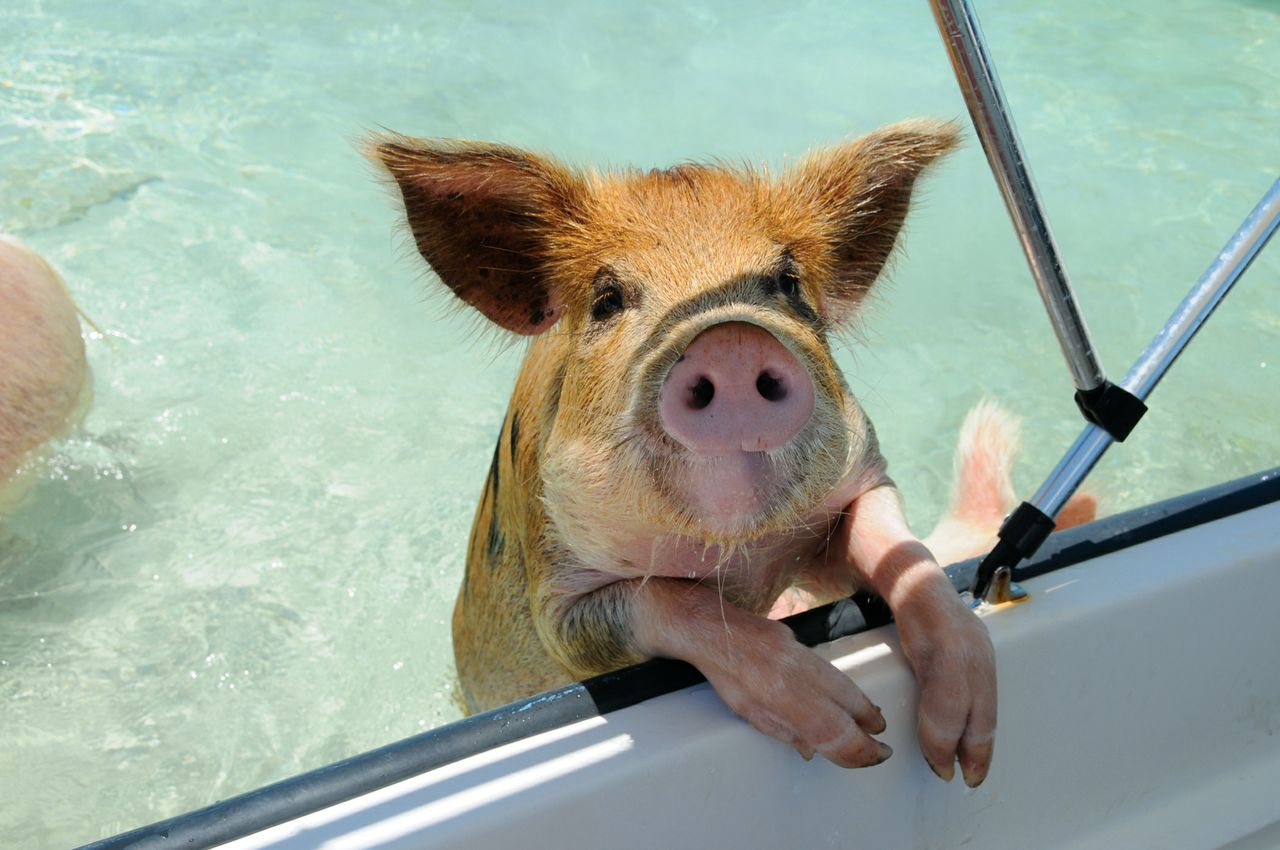 Hungry Pigs, Abacos Yacht Charter Itinerary