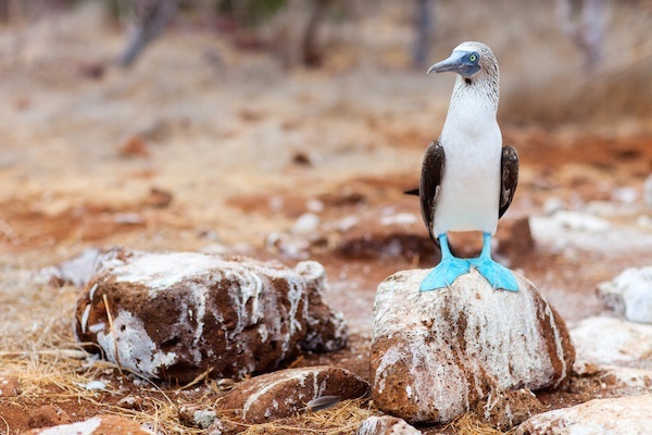 Galapagos Yacht Charter