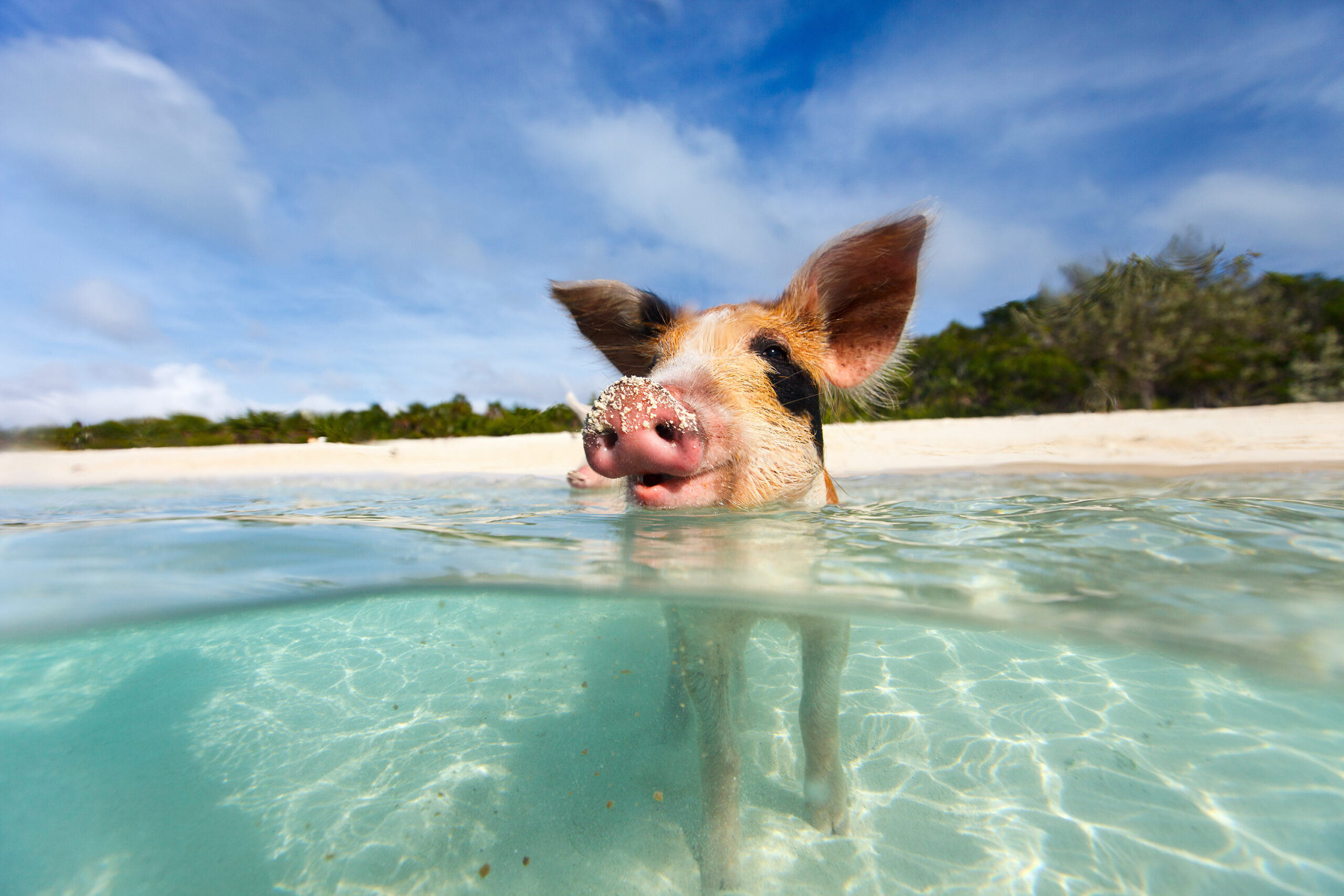 Bahamas Yacht Charter, Pig on Exhumas