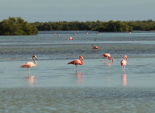 Cuba - flamingos - Worth Avenue Yachts