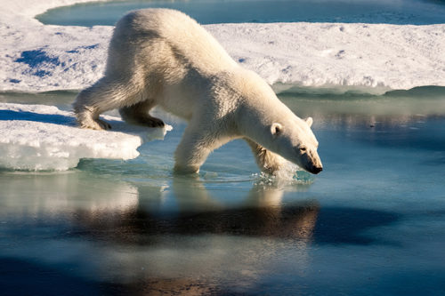 Greenland Yacht Charter