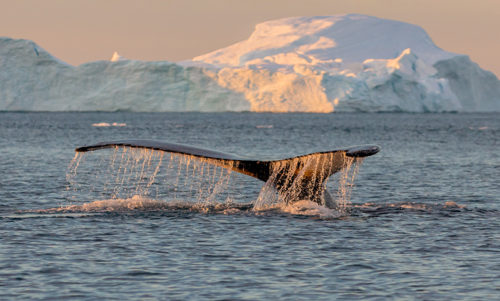 Greenland Yacht Charter