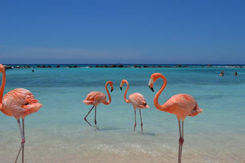 Luxury Yacht Charter ABC Islands