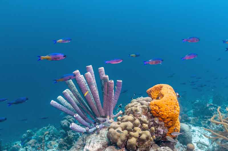 Leeward Islands