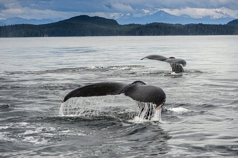 Alaskan-Yacht-Charter-Frederrick-Sound-2