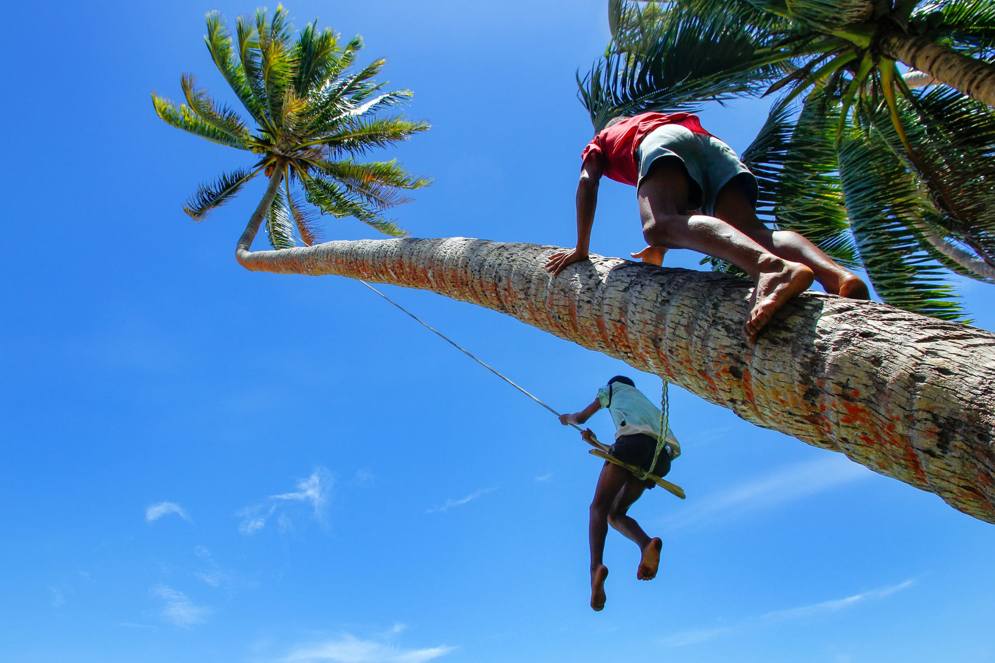 Men climbing palm tree on Fiji yacht charter