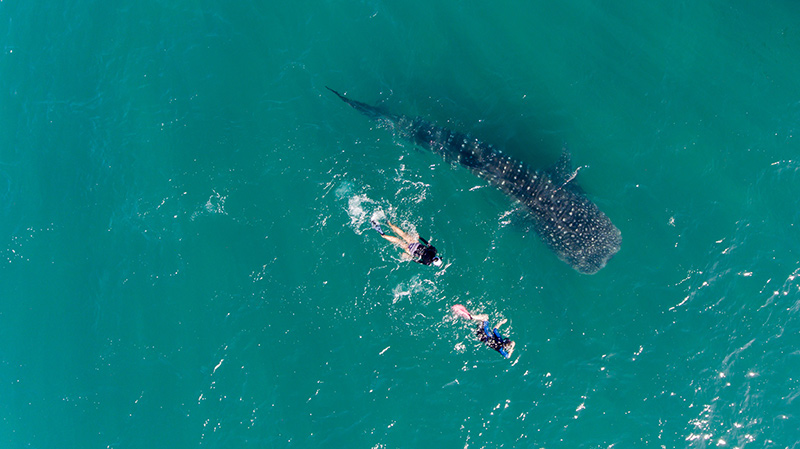 SEA-OF-CORTEZ_WHALE-SHARKS