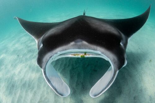 Angari Foundation Manta Ray Skye Photo