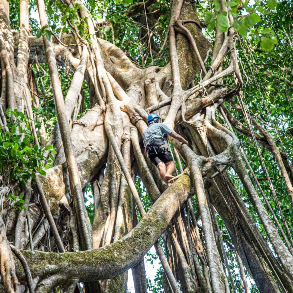 Costa Rica Tree roots in jungle