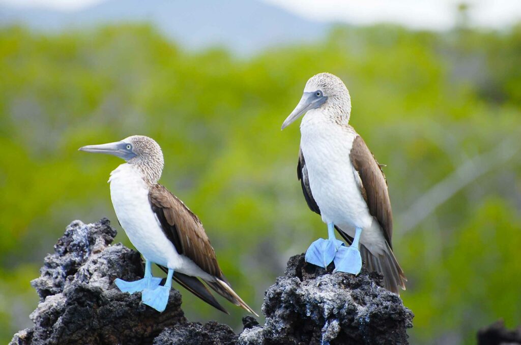 Galápagos Yacht Charter booby