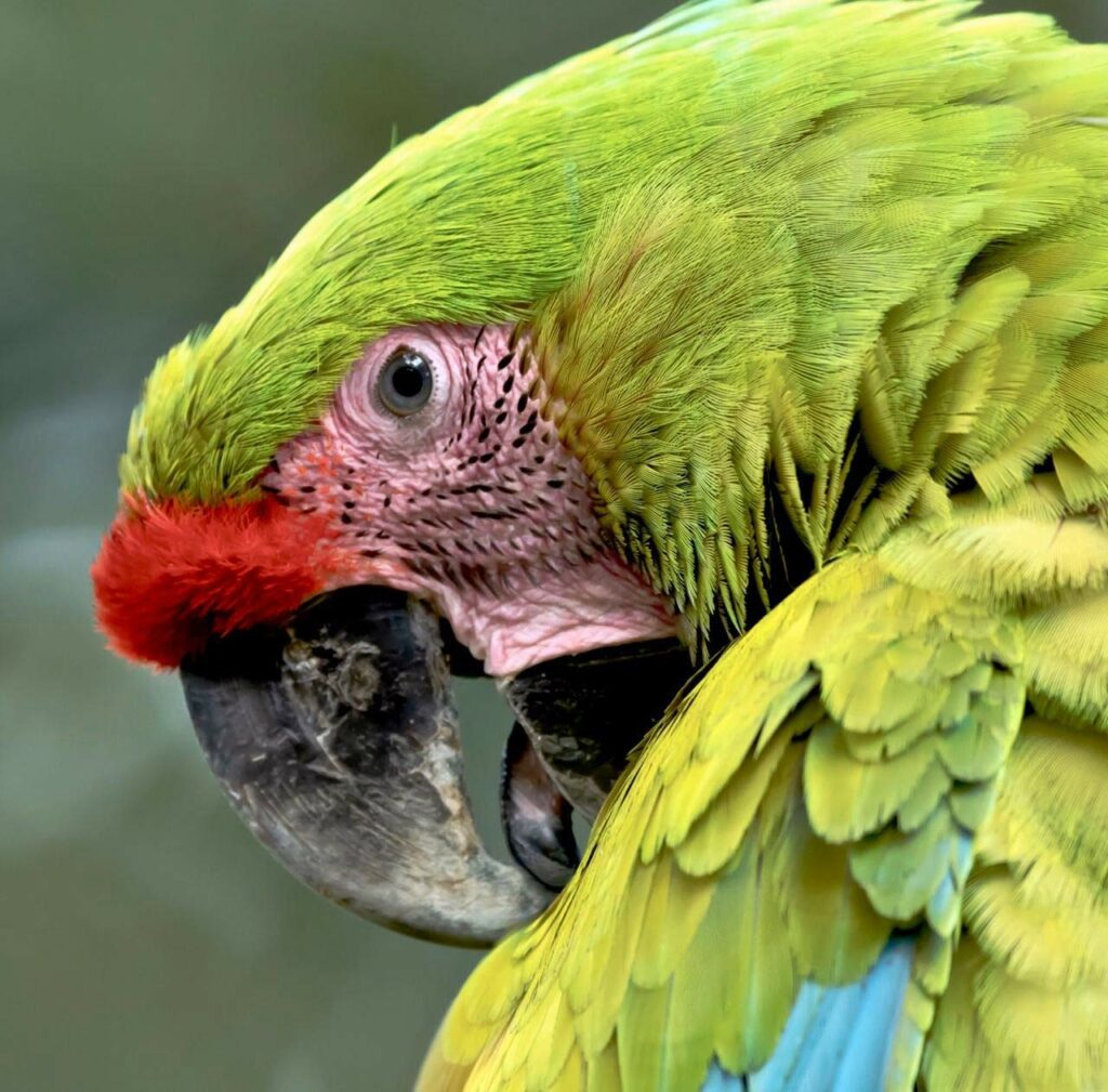 Costa Rica photo of a parrot