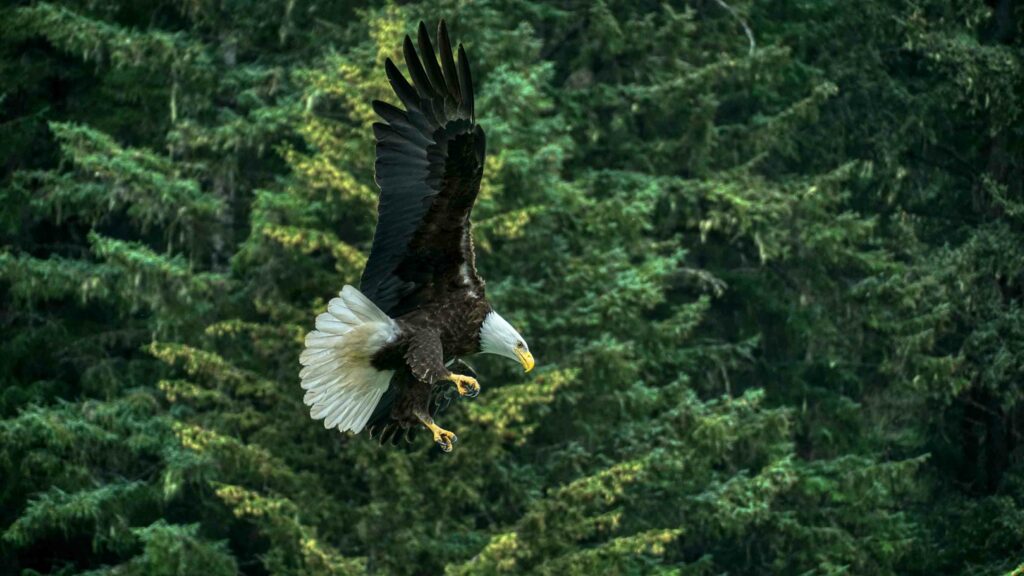 Alaska Yacht Charter Destination