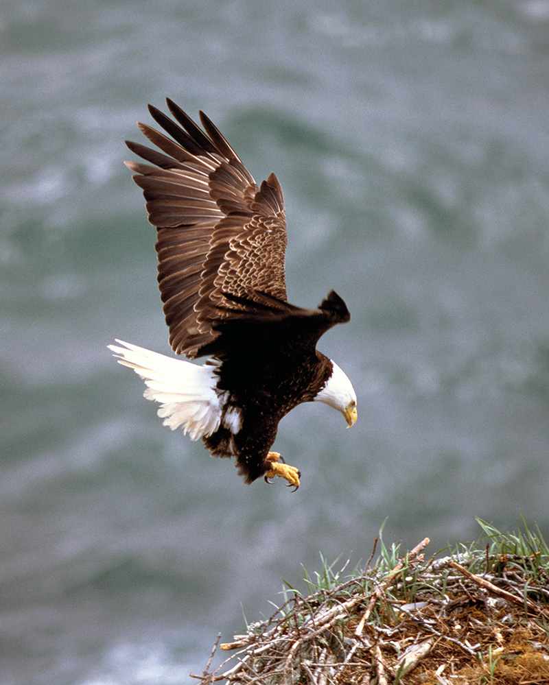 Bald Eagle Flying in Canada