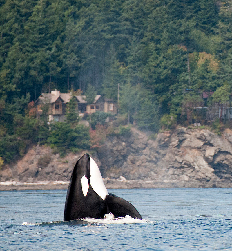 San Juan Islands Yacht Charter Orca