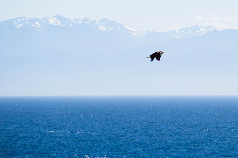 San Juan Islands Yacht Charter Wildlife