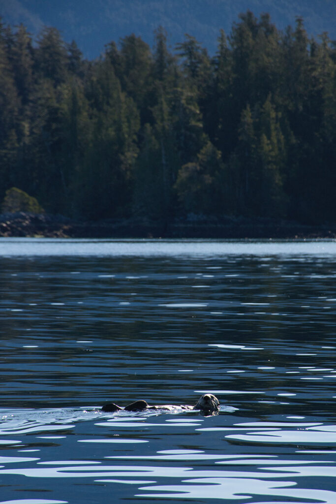 Sunshine Coast, British Columbia Wildlife
