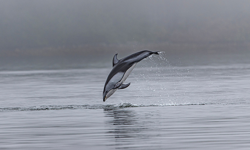 Sunshine Coast, British Columbia Wildlife