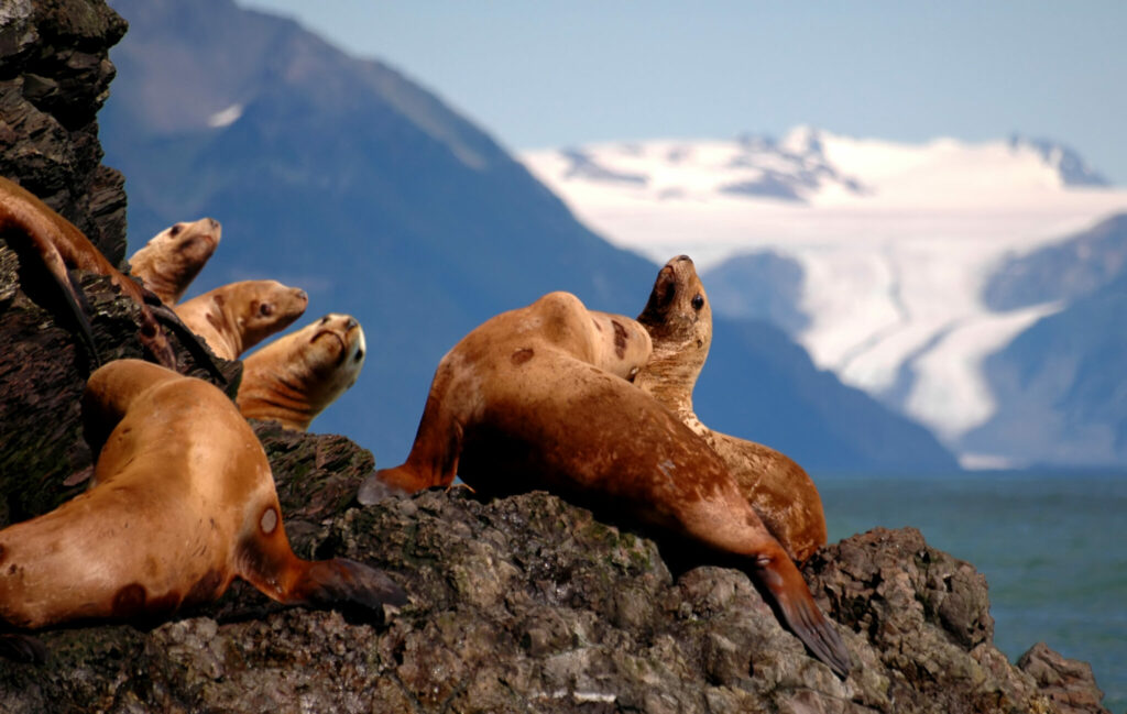 Alaska Yacht Charter Sea Lions