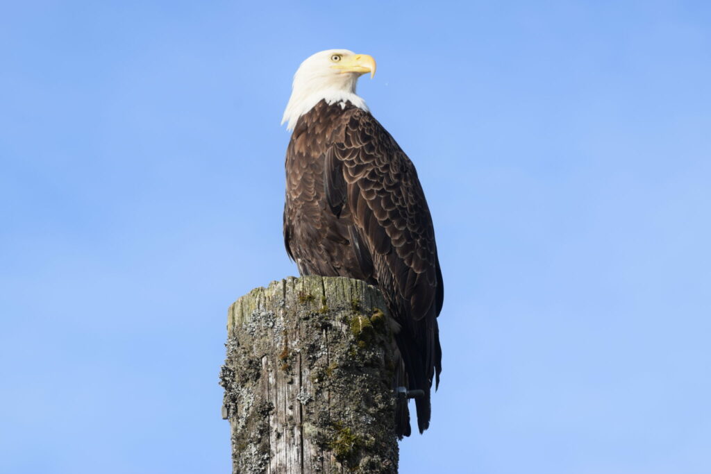 Alaska Yacht Charter Bald Eagle