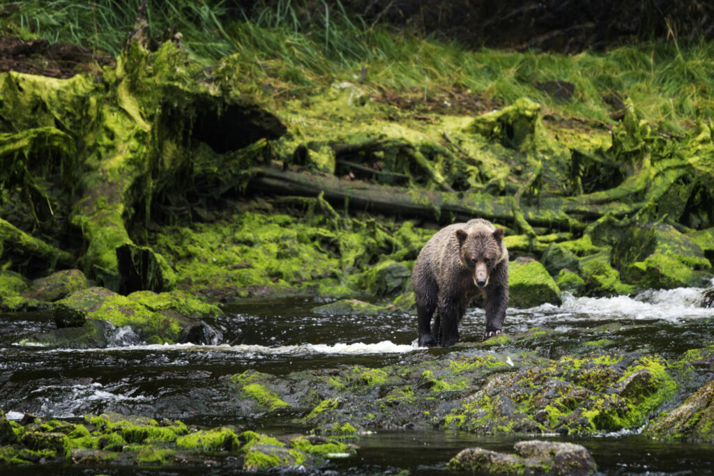 Alaska Yacht Charter Bear