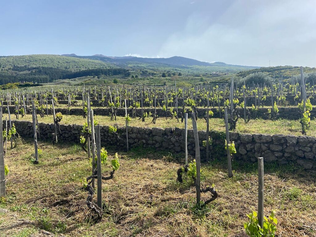 Palmetto Costanzo Vineyard