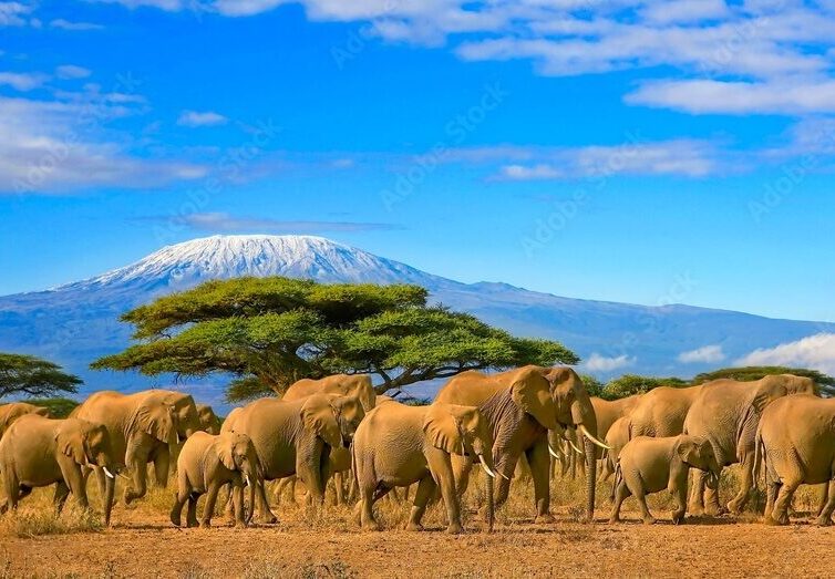 Elephants in Tanzania on an Africa yacht charter.