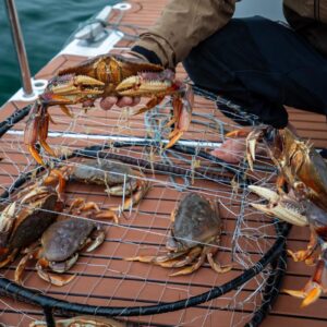 MY LADY ALASKA - Crabs caught during a LADY ALASKA charter in Alaska.