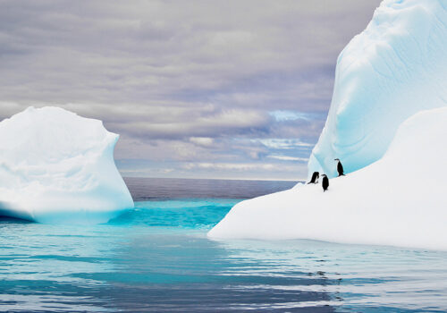 ANTARCTICA_PENGUIN-COVER-3