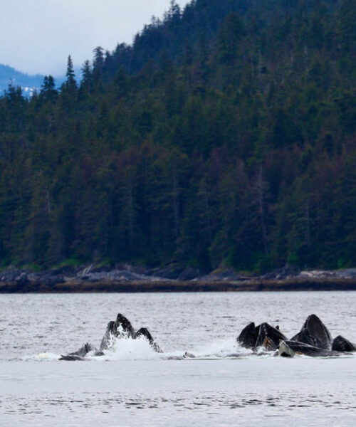 Pacific Northwest Yacht Charter, Rent a yacht in the Pacific northwest, Alaska yacht charter, yacht charter in Alaska.
