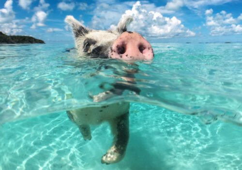 Pig in Big Major Spot on a yacht charter itinerary in the Exumas. The perfect destination for a winter yacht charter.