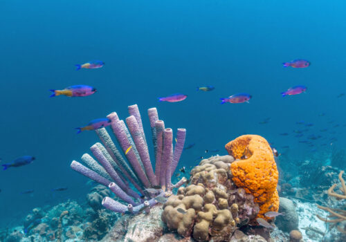 CARIBBEAN_REEF