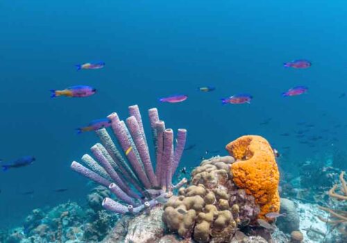 Luxury Yacht Charter Leeward Islands 5