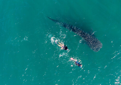 SEA-OF-CORTEZ_WHALE-SHARKS