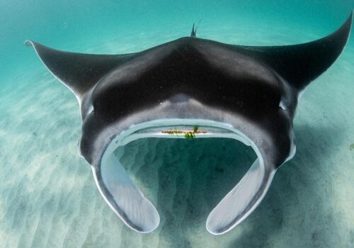 Angari Foundation Manta Ray Skye Photo