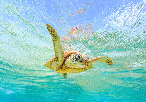 WHITSUNDAYS_REEF_GREEN_TURTLE