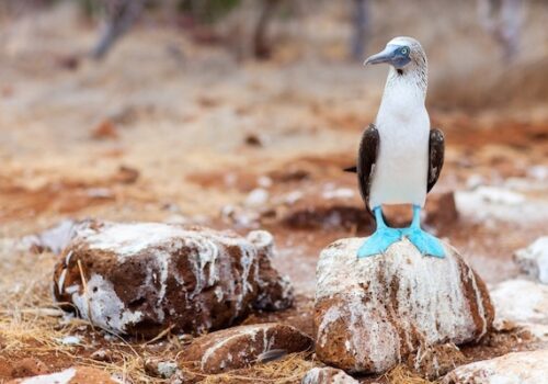 galapagos yacht charter