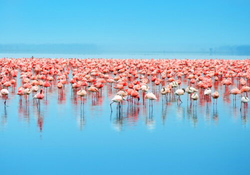 flamingos