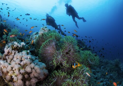 Two divers scuba diving in the Meiterranean in Egypt