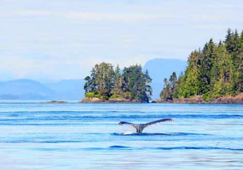 Ocean view of a whale on British Columbia yacht charter