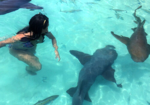 Compass_Cay_Exuma_Bahamas