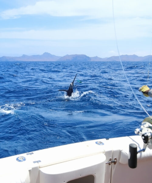 sportifish_fishing