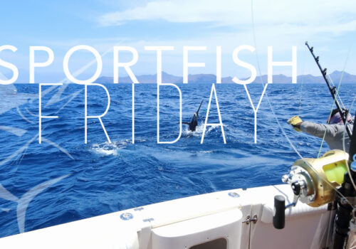 sportfish_header